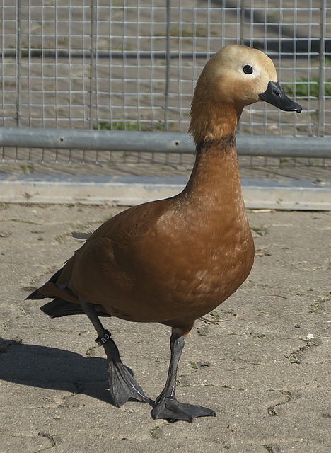 们屡屡以其