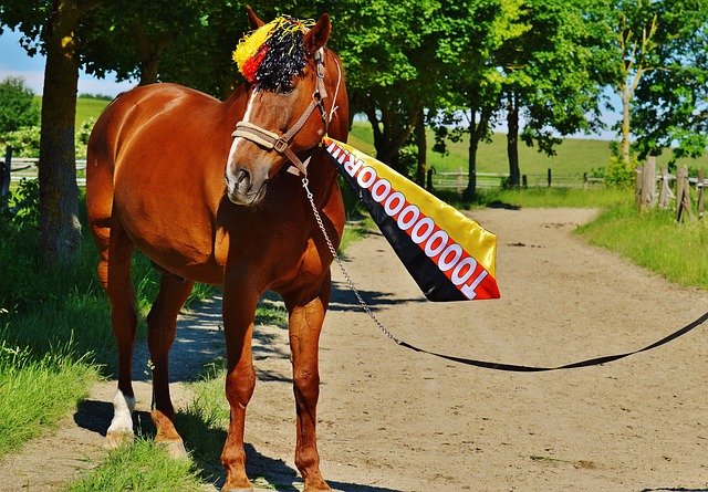 篮球似乎成 篮球似乎成